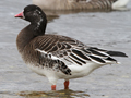 Ross's Goose x Lesser White-fronted Goose hybrid